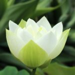 A beautiful white lotus flower captured in a serene garden setting in Brisbane, Australia.