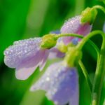 Macro shot of purple blossoms covered in morning dew, capturing the essence of spring.