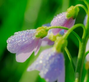 Macro shot of purple blossoms covered in morning dew, capturing the essence of spring.